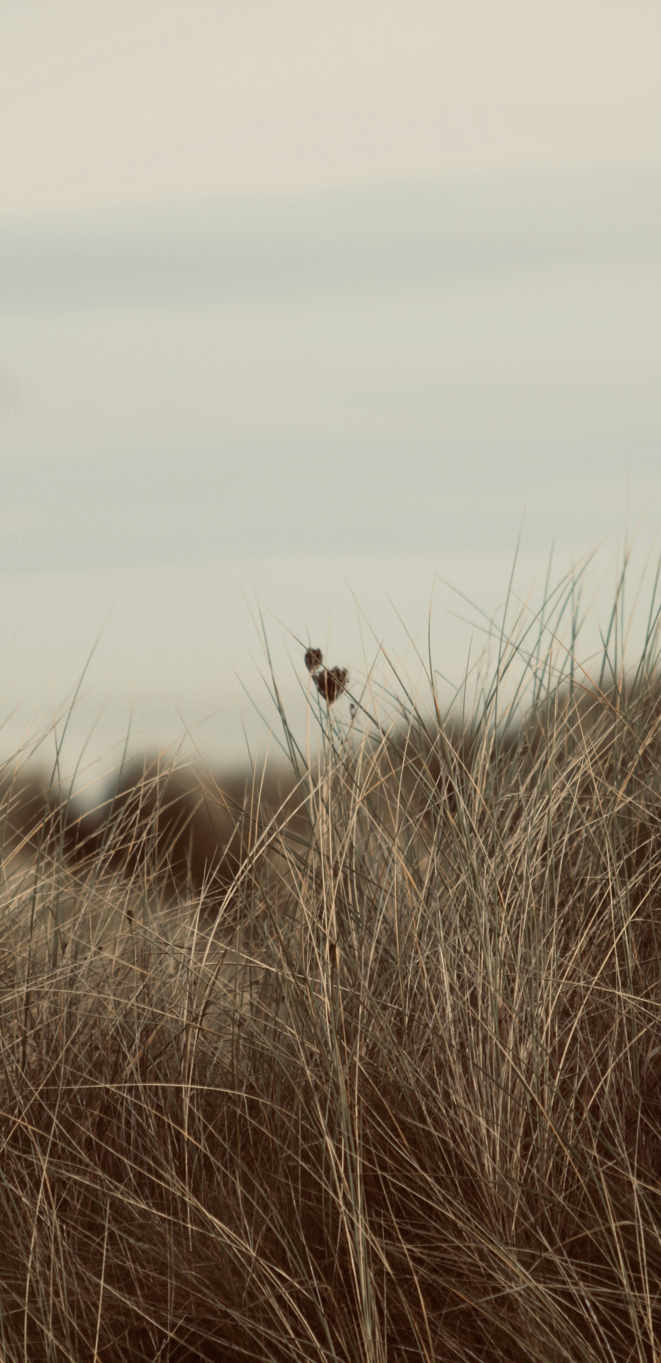 coastal wind wallpaper, wallpaper, Jackets for Windy Cities: A Coastal Guide 2