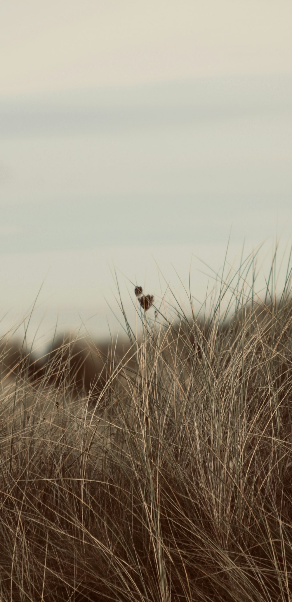 a couple of birds sitting on top of a dry grass field