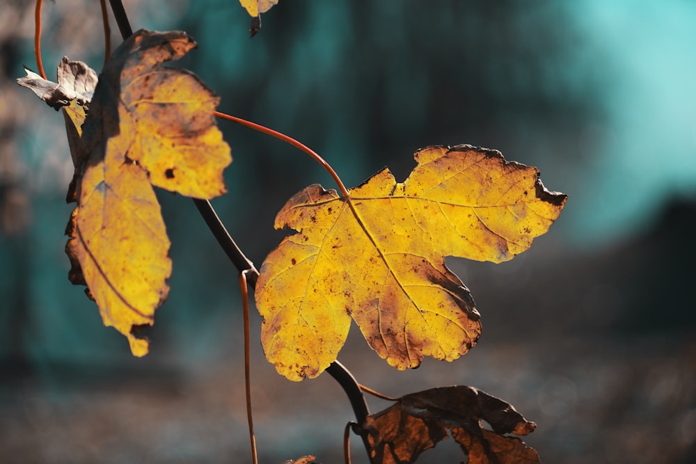 a close up of a yellow leaf on a tree