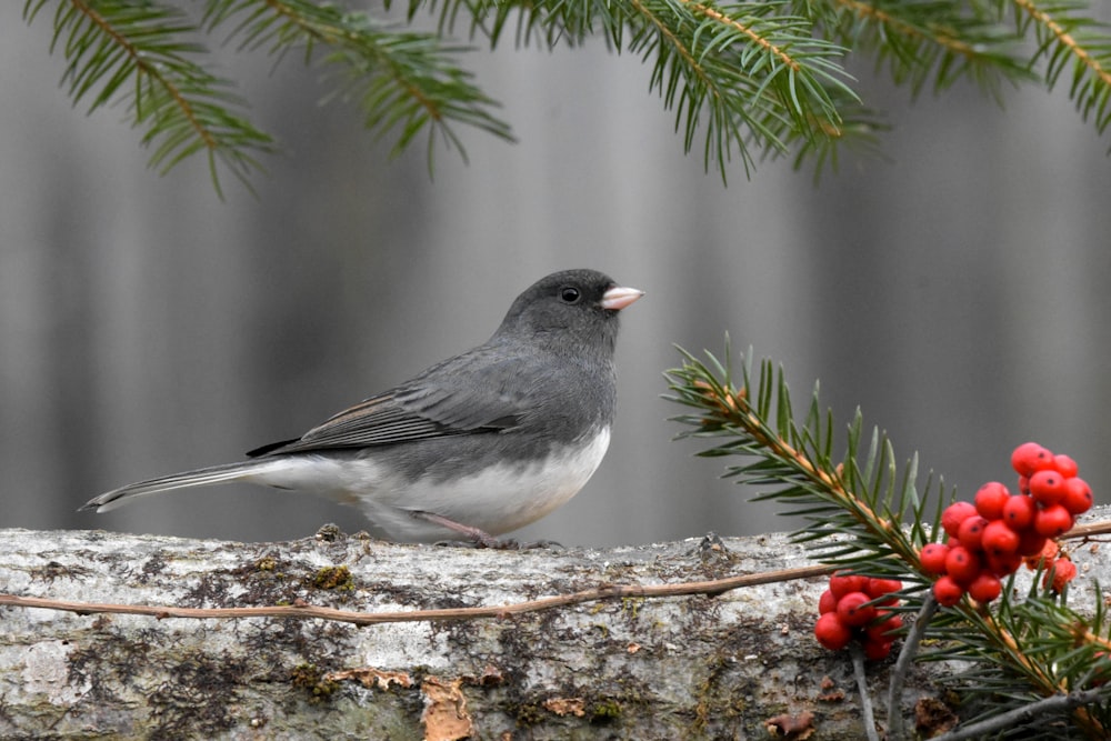 Ein kleiner Vogel sitzt auf einem Ast eines Baumes