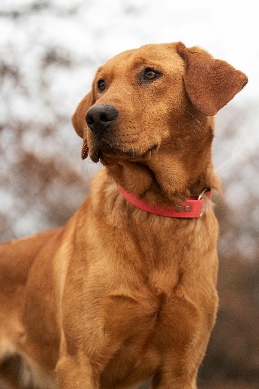 a close up of a dog with a red collar