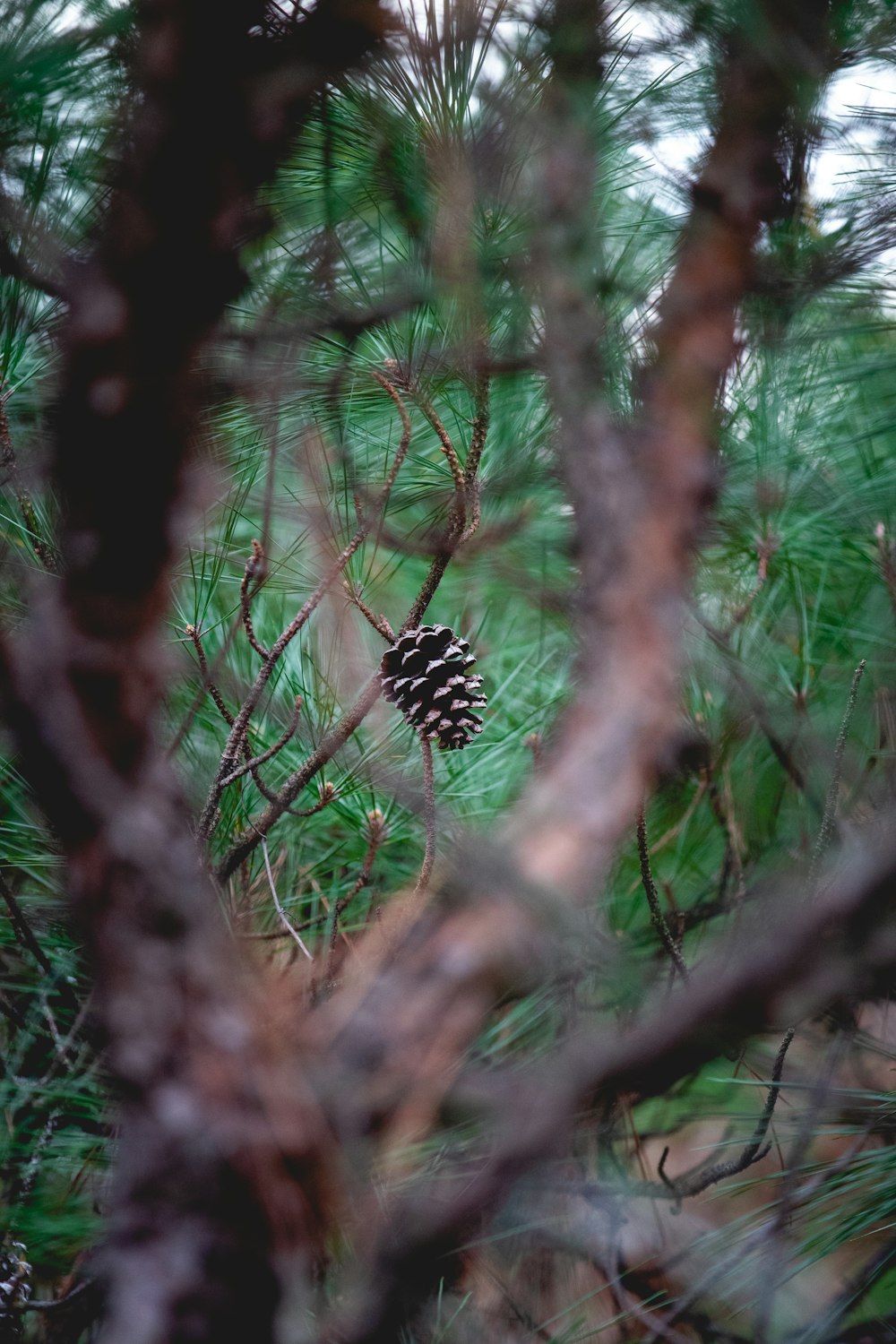 a pine cone sitting on top of a pine tree