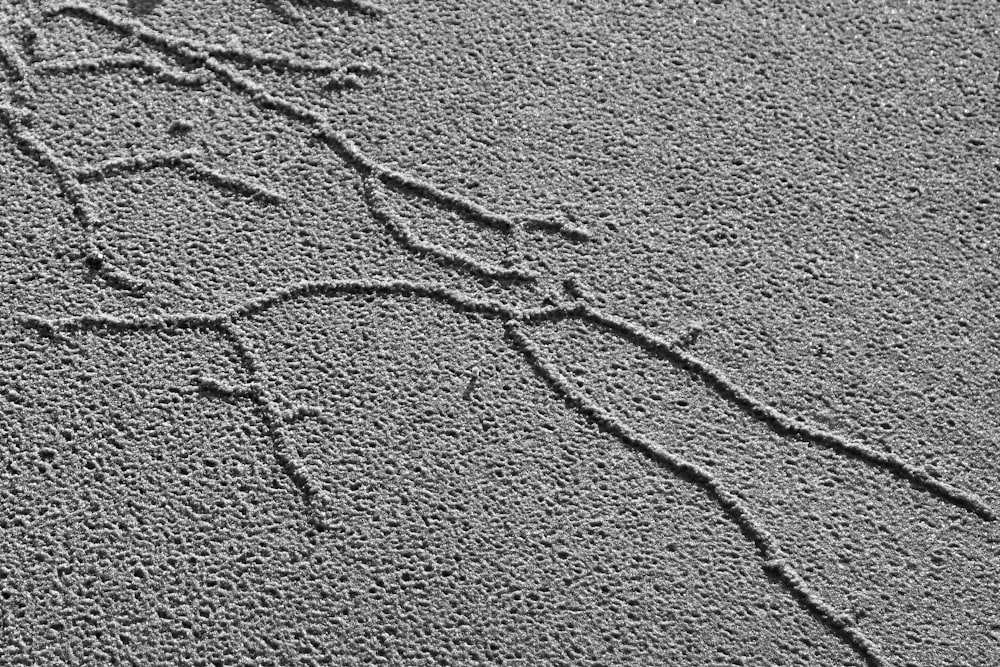 a picture of a tree in the sand