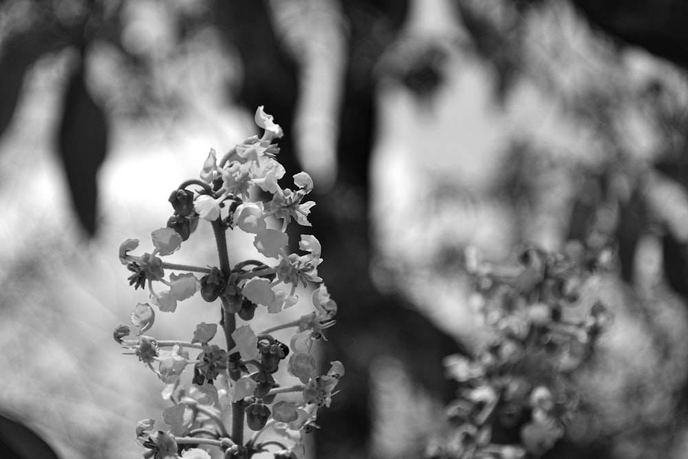 a black and white photo of a flower