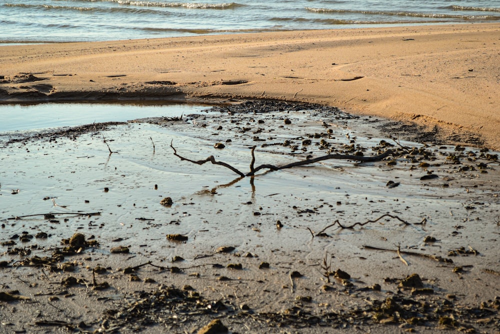 a tree branch sticking out of the water on a beach