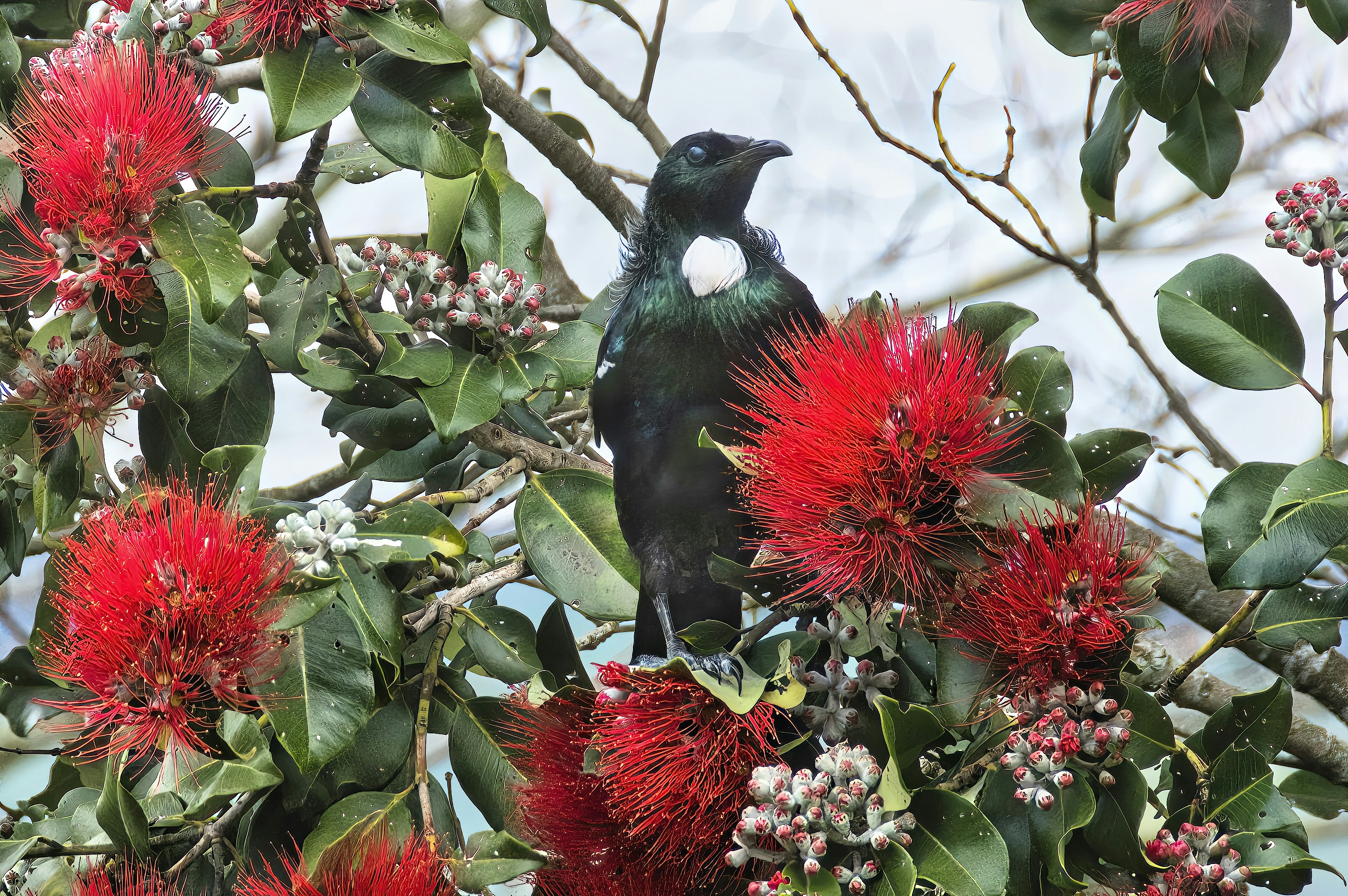 Blackbird in red blossoms