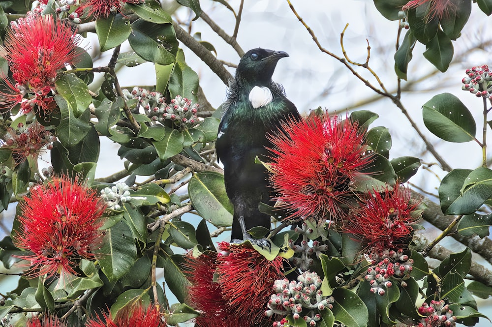 a black bird sitting on top of a tree filled with red flowers