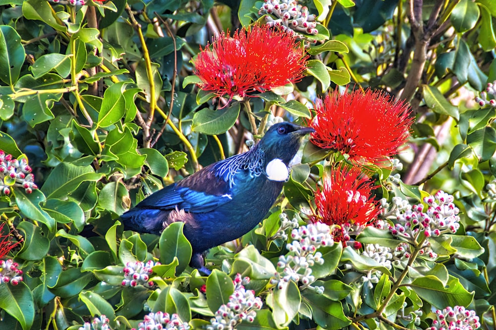 a blue bird sitting on top of a tree filled with red flowers