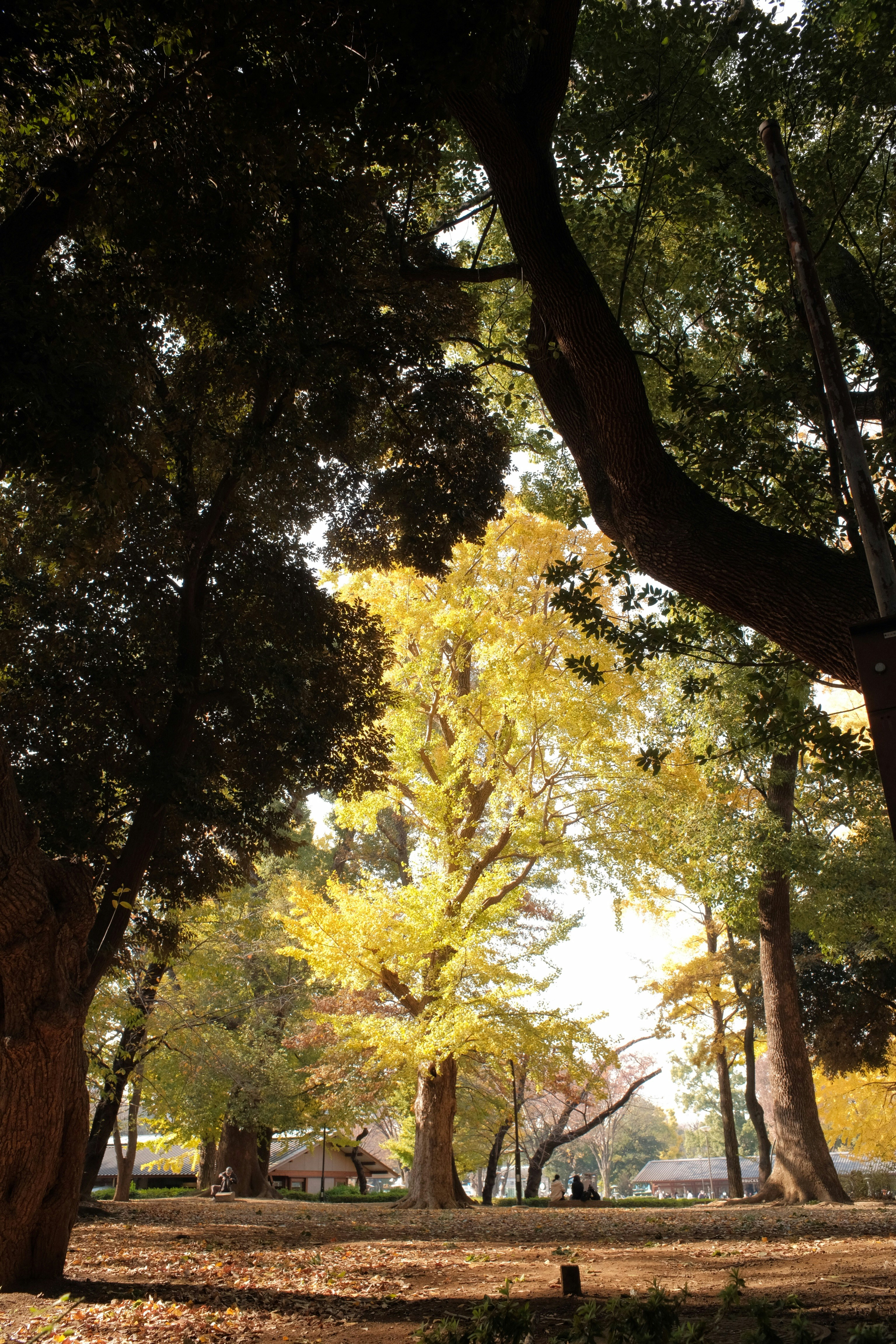 Foto Un parque lleno de muchos árboles cubiertos de hojas Imagen