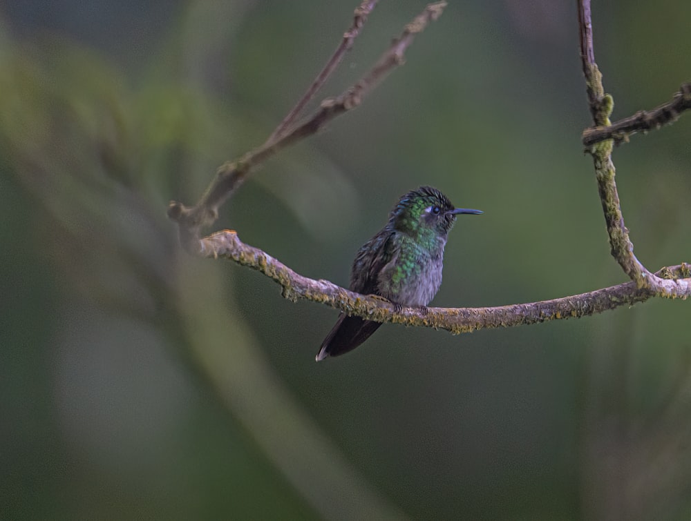 a small bird sitting on a branch of a tree