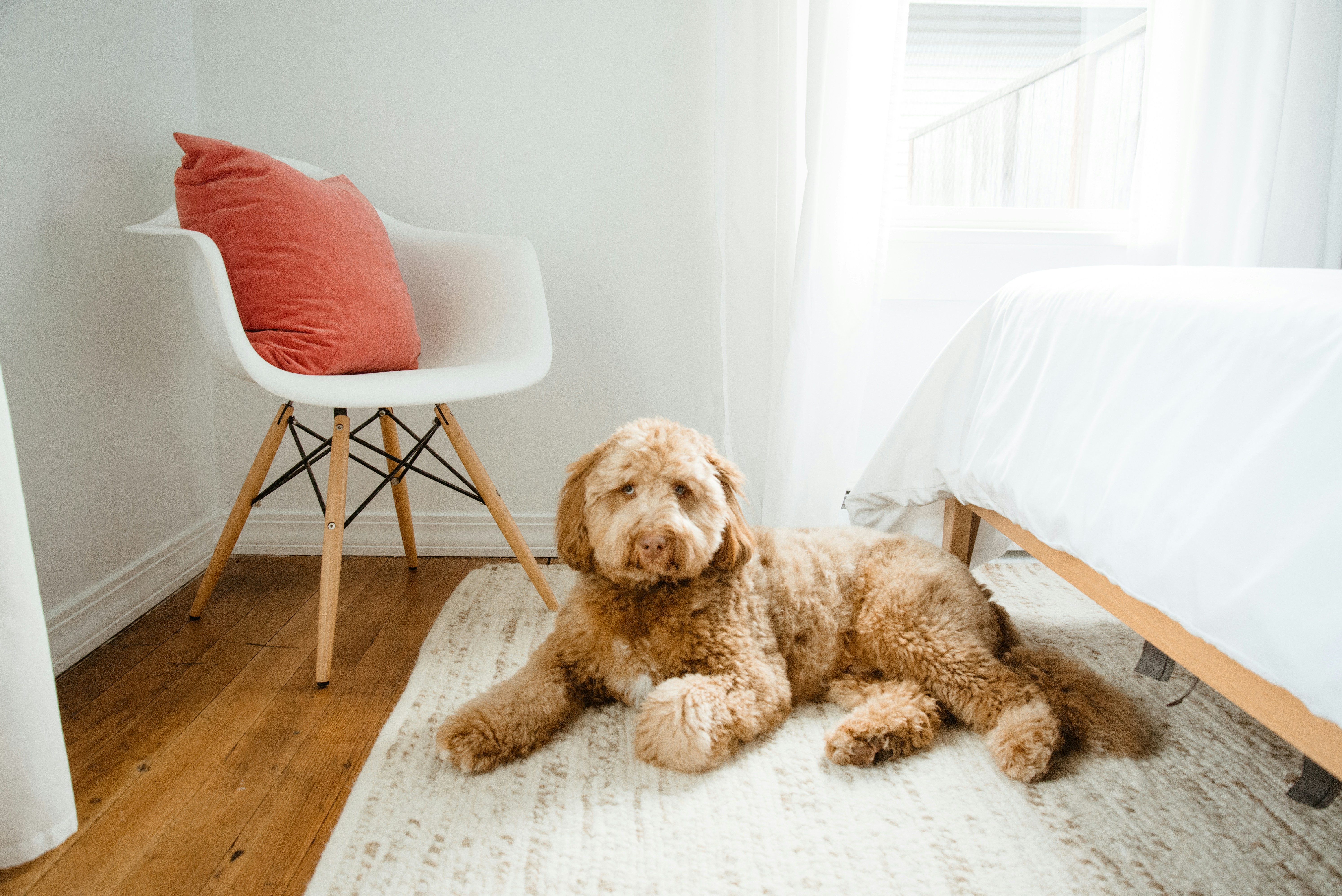 Dog relaxing on a rug in a modern Detroit Furnished Rentals living room - Short stay pet friendly