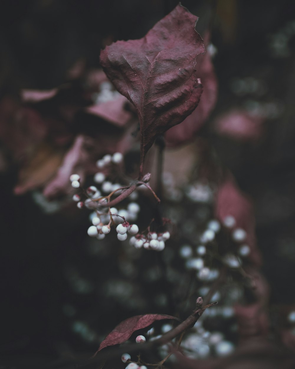 a close up of a plant with white flowers