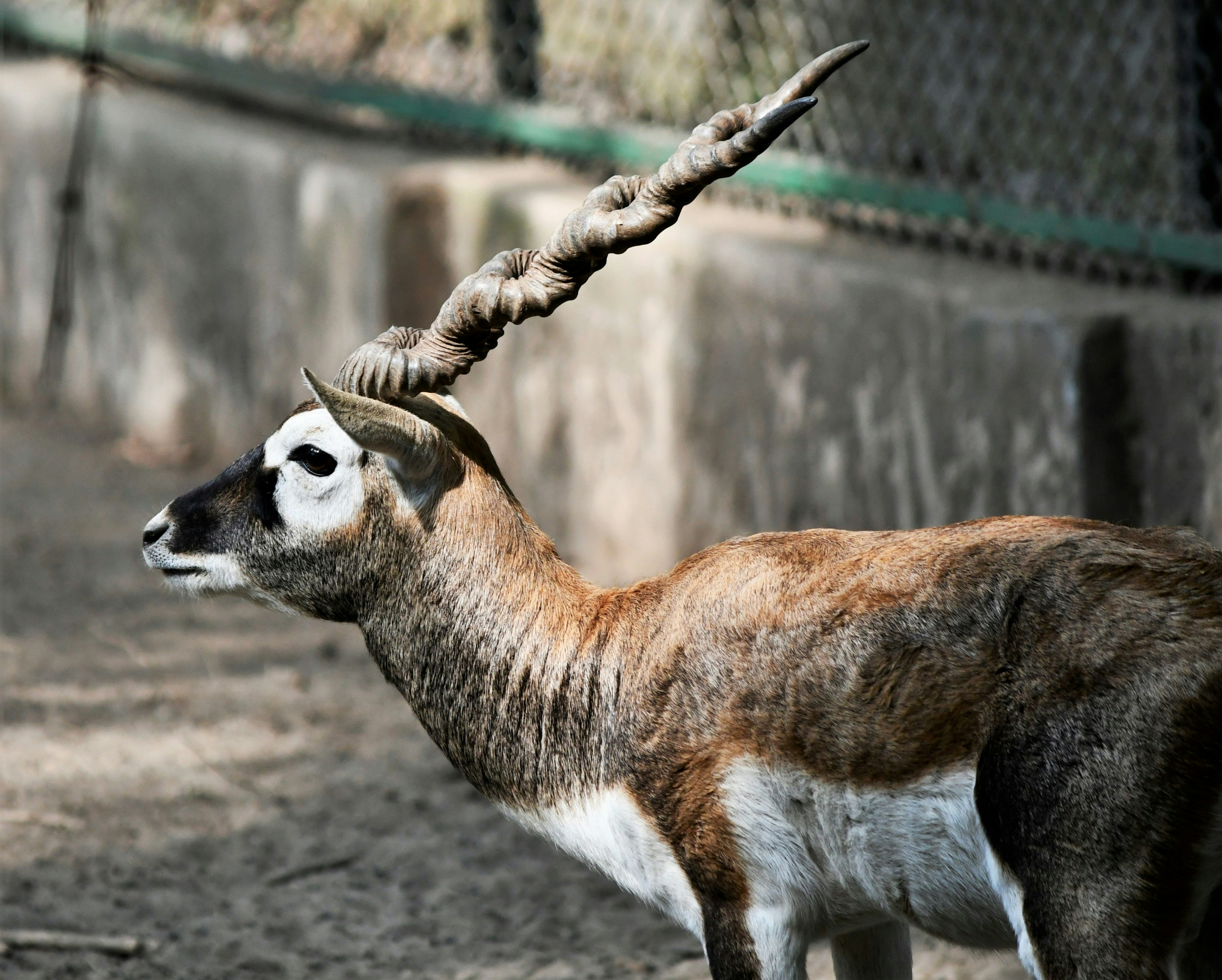 Saola: The Asian Unicorn Nobody Sees (image credits: unsplash)