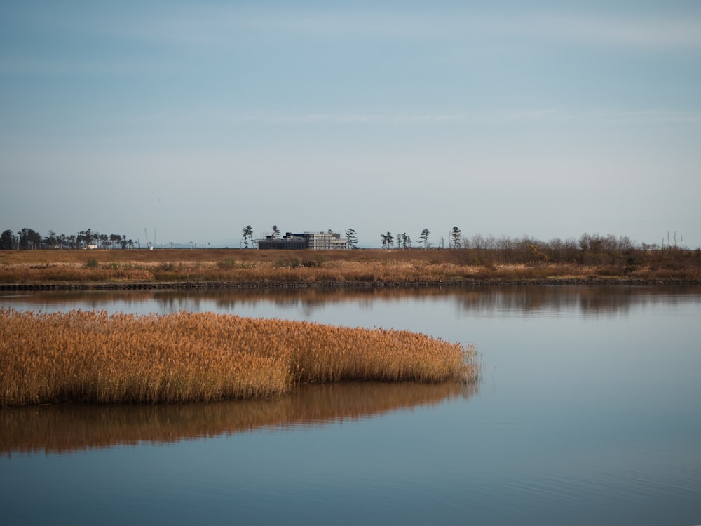 a large body of water surrounded by tall grass