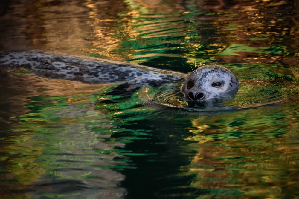 a seal swimming in a body of water