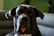Close-up of a well-behaved dog sitting calmly beside its owner at home.