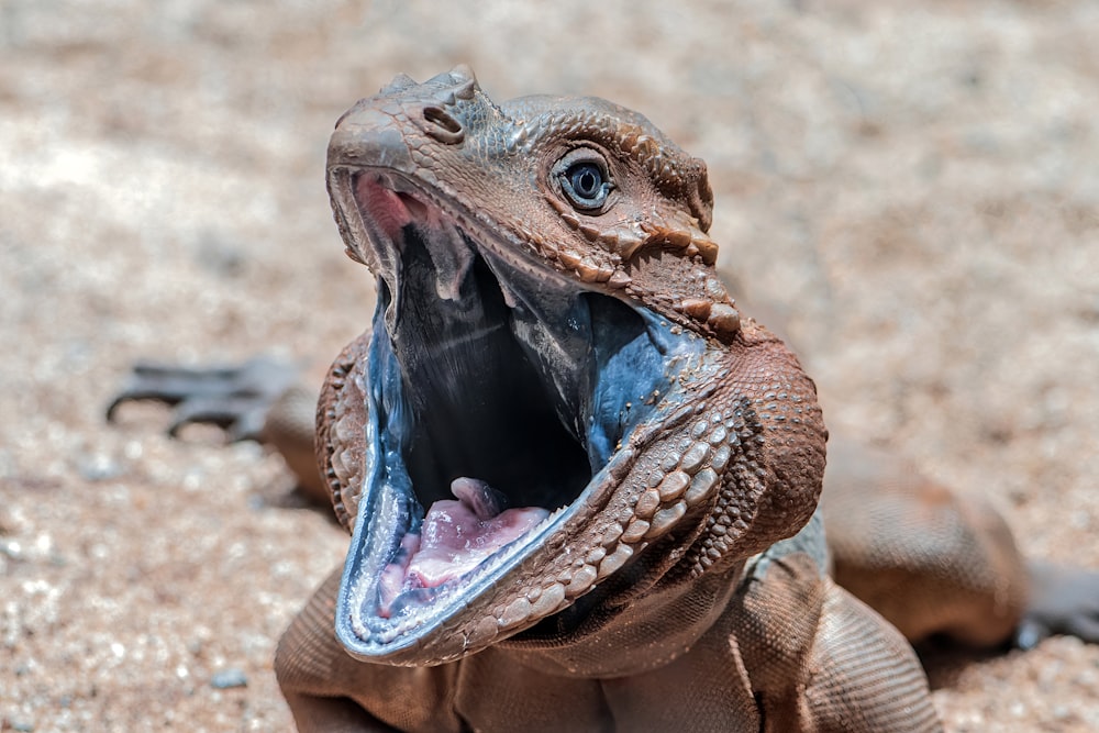 a close up of a lizard with its mouth open