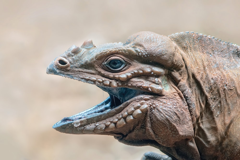 a close up of a lizard with its mouth open