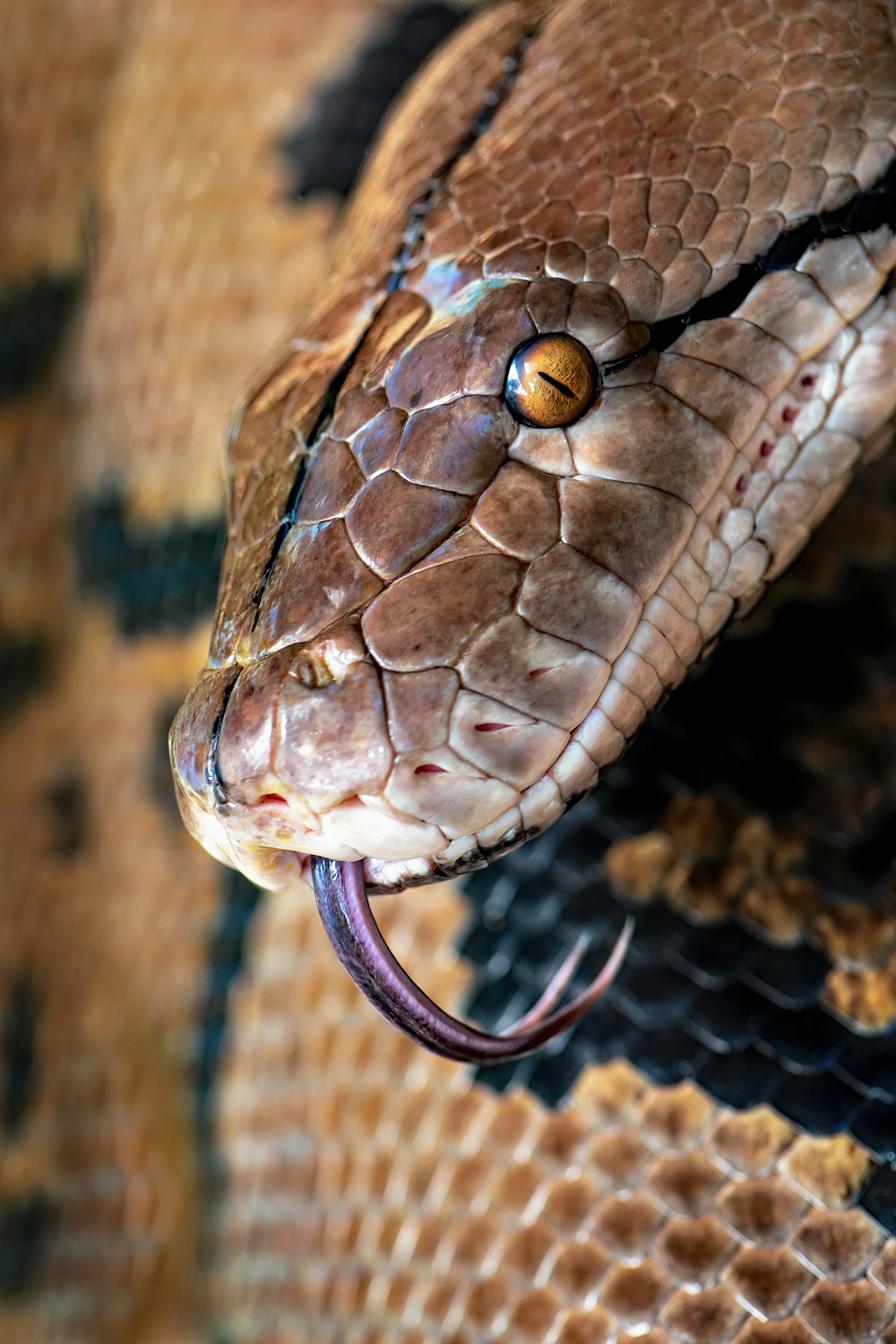 Un primer plano de una serpiente en una piel de serpiente