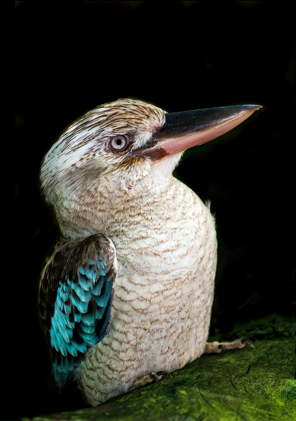 a close up of a bird on a tree branch