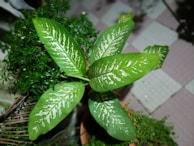 A potted plant with large, vibrant green leaves featuring white variegated patterns. It is surrounded by other smaller plants, providing a lush and natural feel. The setting appears to be tiled flooring, suggesting an indoor or patio environment.