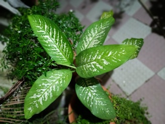 A potted plant with large, vibrant green leaves featuring white variegated patterns. It is surrounded by other smaller plants, providing a lush and natural feel. The setting appears to be tiled flooring, suggesting an indoor or patio environment.