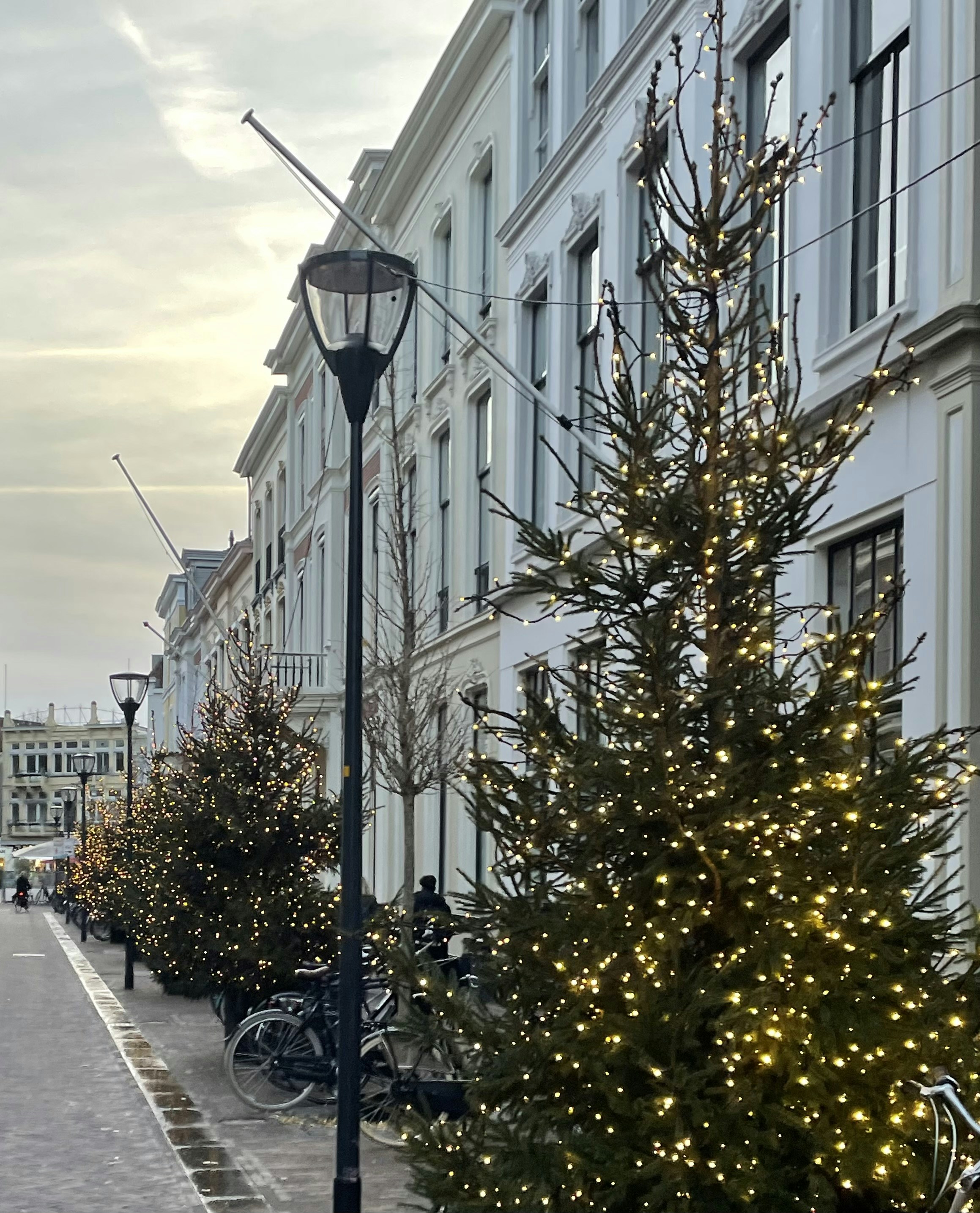 a row of christmas trees on a city street