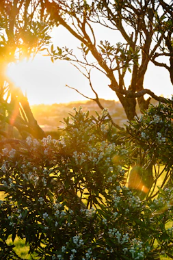 Soft sunlight filtering through leafy branches onto a peaceful meditation spot.