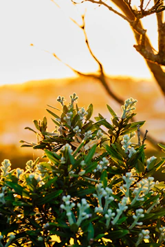 Artistic shot of cannabis leaves with golden sunlight filtering through.