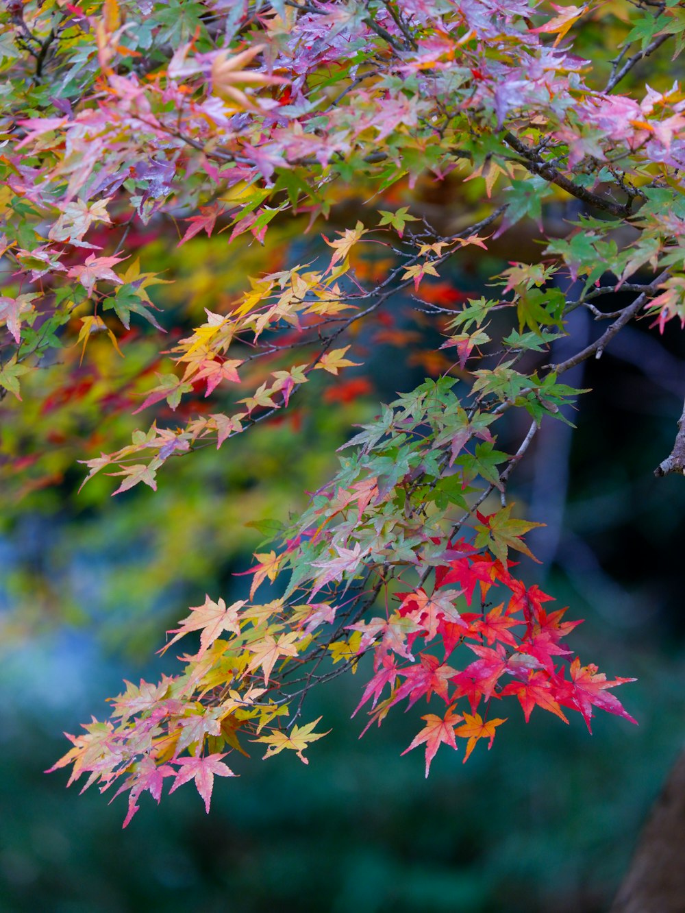 a tree with red, yellow and green leaves