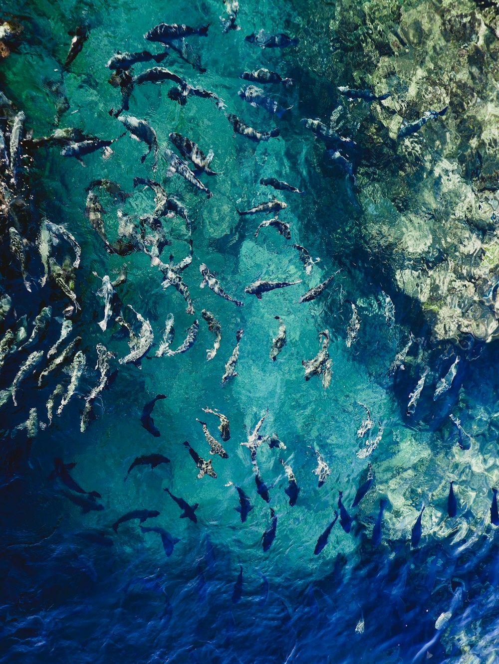 un grand groupe de poissons nageant dans un plan d’eau