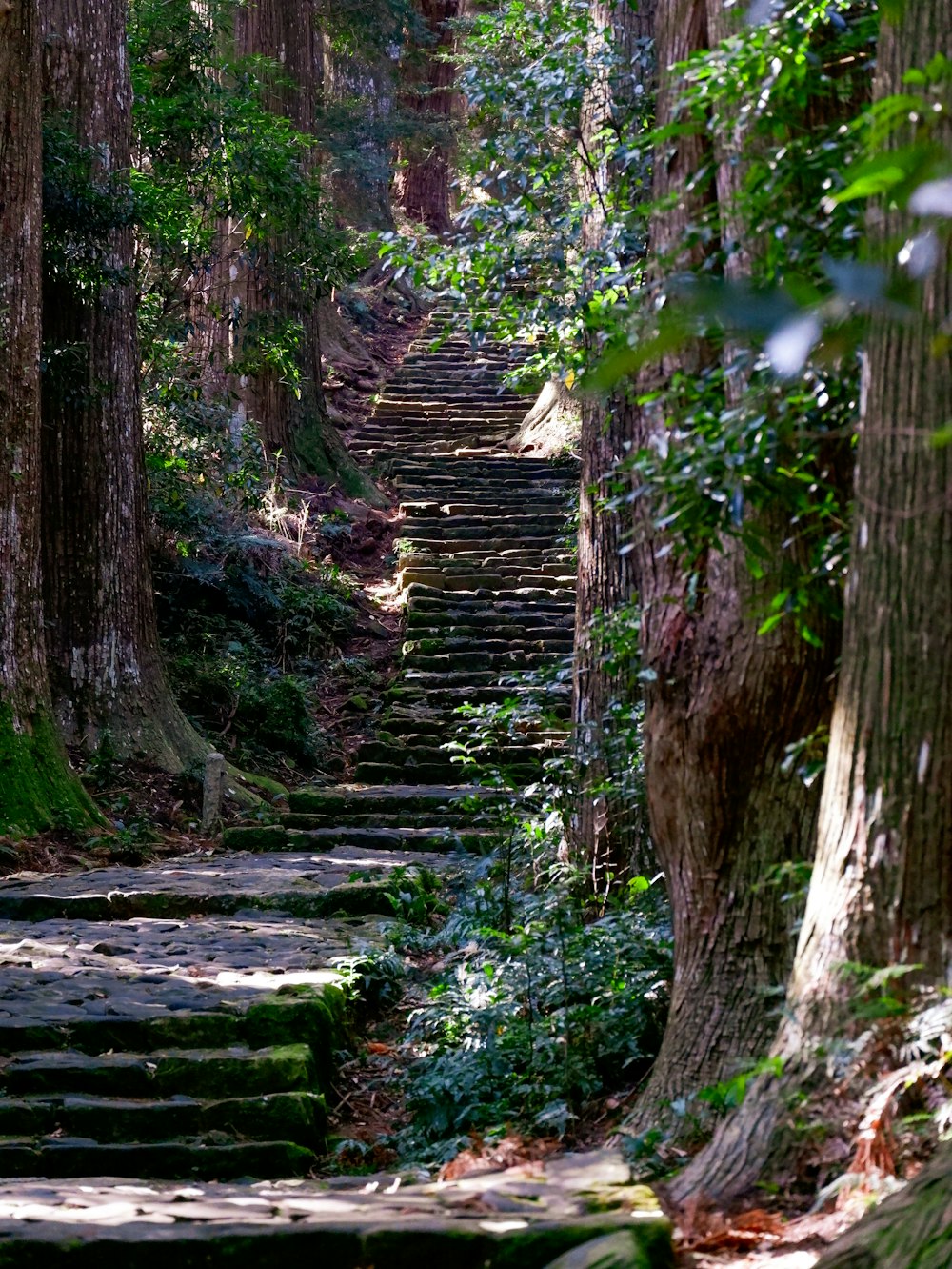 a set of stone steps leading through a forest