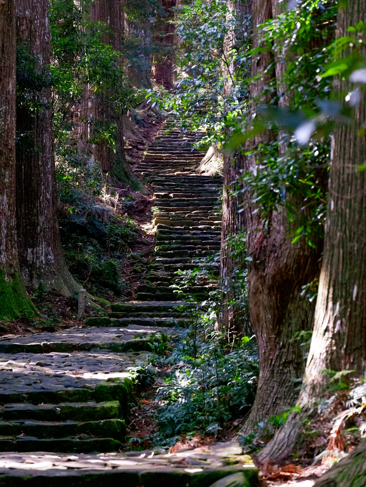 Stone steps leading through ancient cedar forest on the Kumano Kodo pilgrimage route at Daimon-zaka