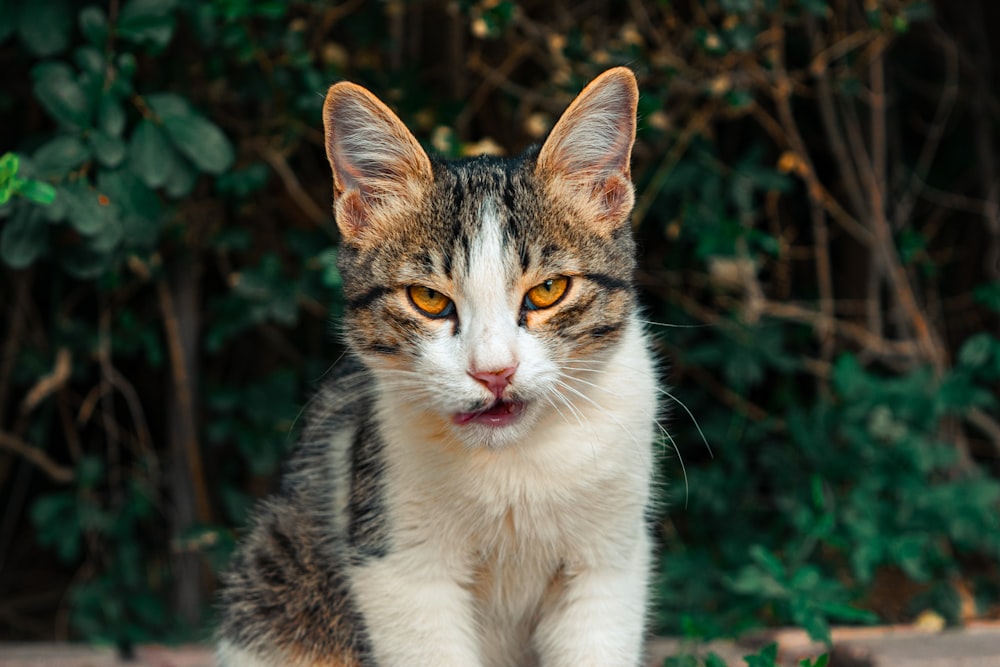 a close up of a cat sitting on the ground