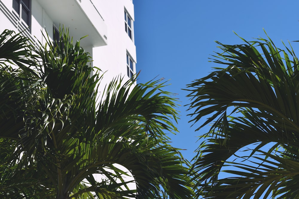 a tall white building sitting next to palm trees