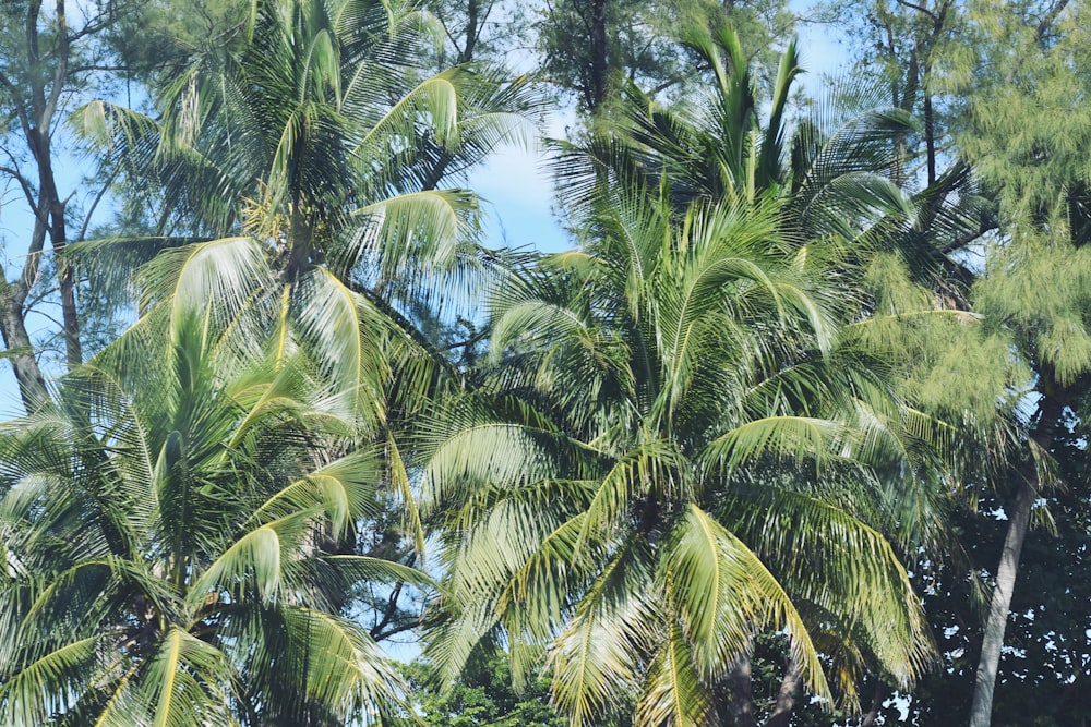 a group of palm trees with a blue sky in the background