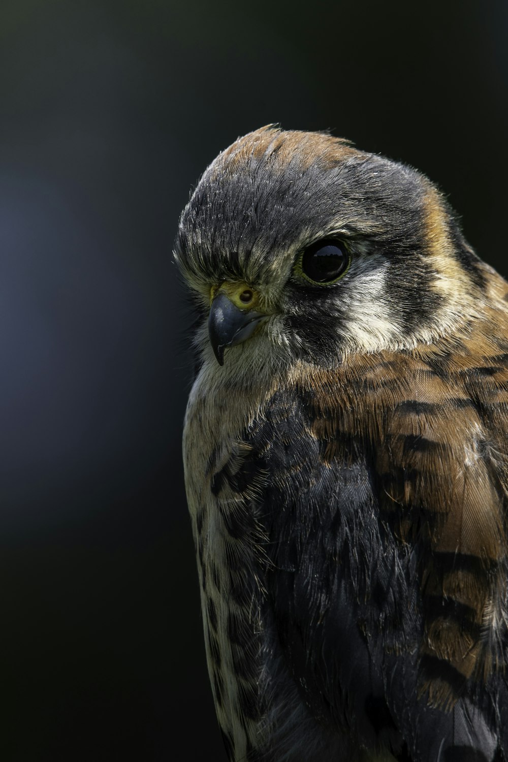 a close up of a bird with a black background