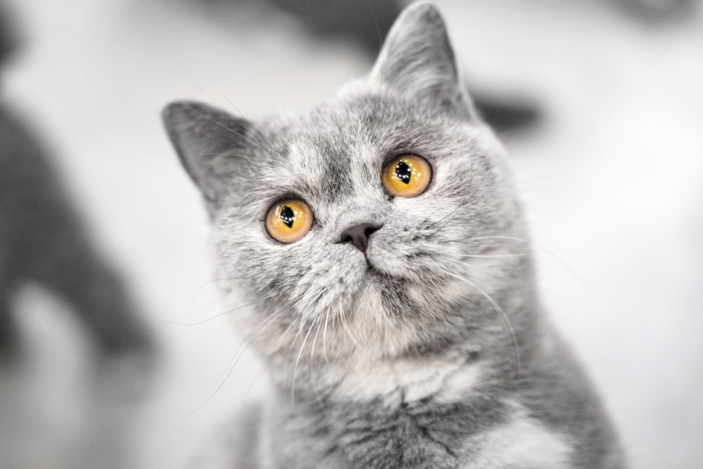 a gray cat with yellow eyes looking up