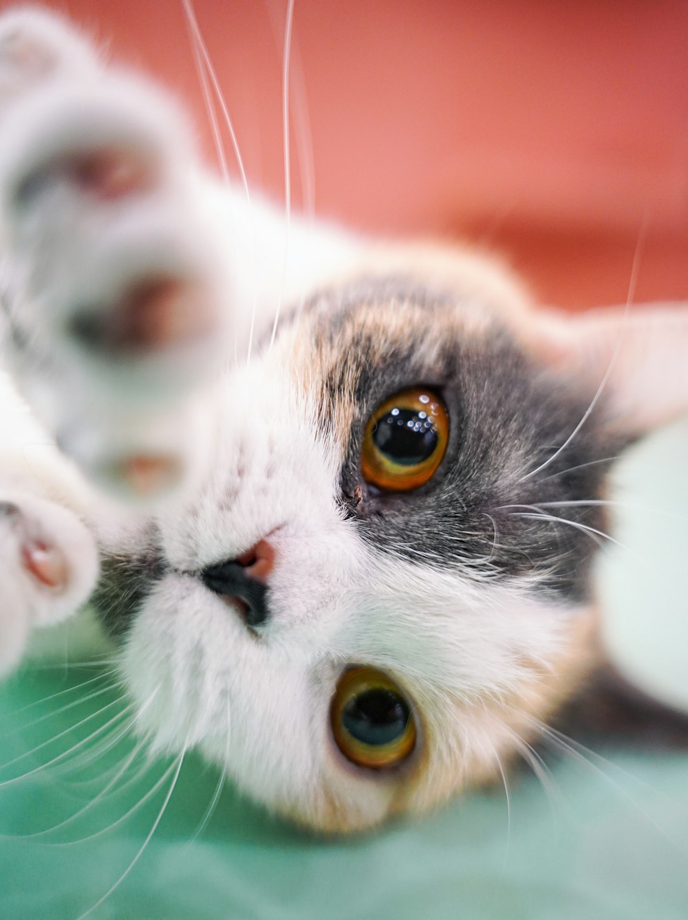 a close up of a cat laying on a table