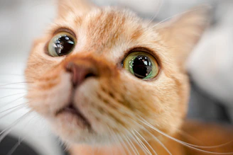 a close up of a cat's face with a blurry background