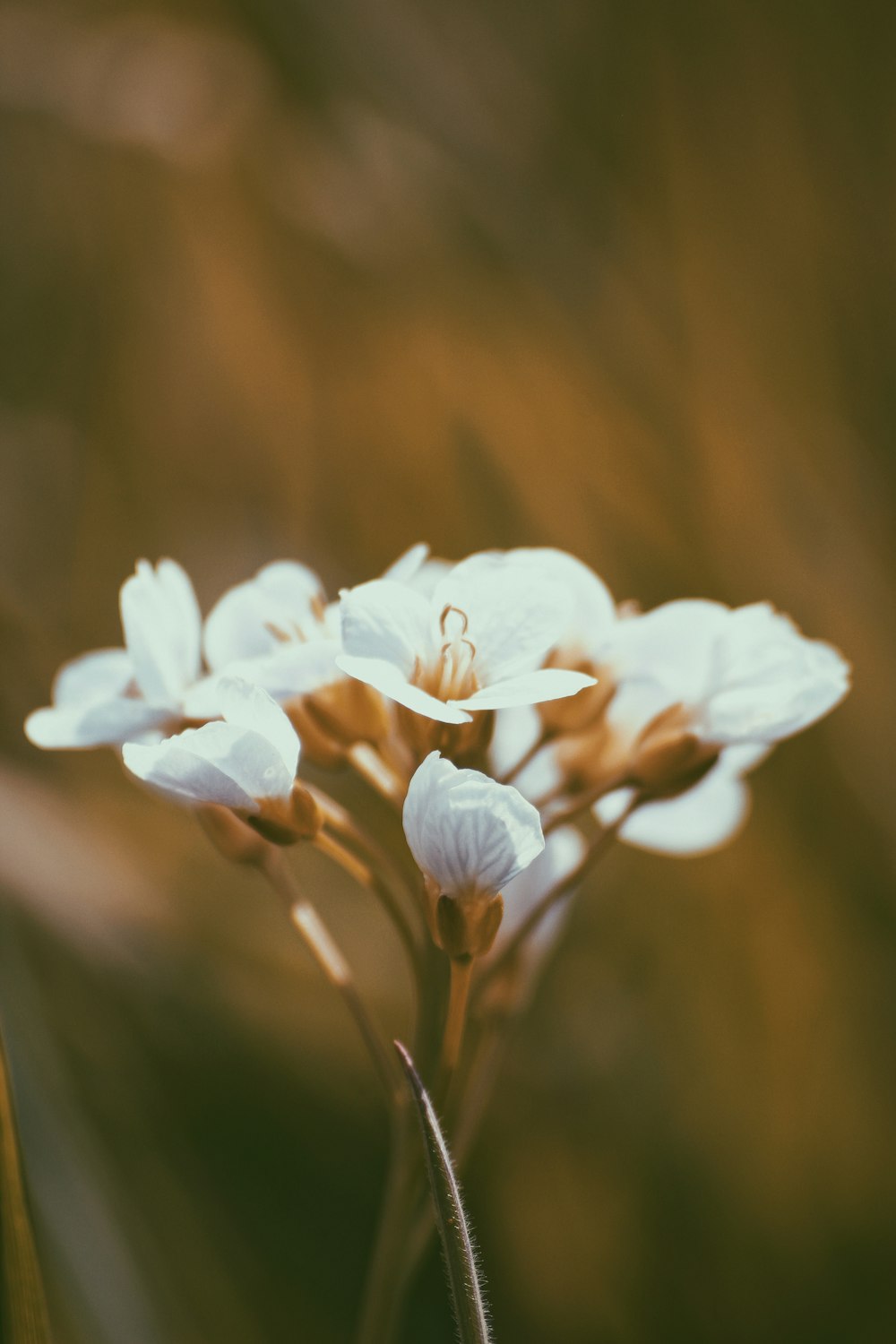 a close up of a flower with a blurry background