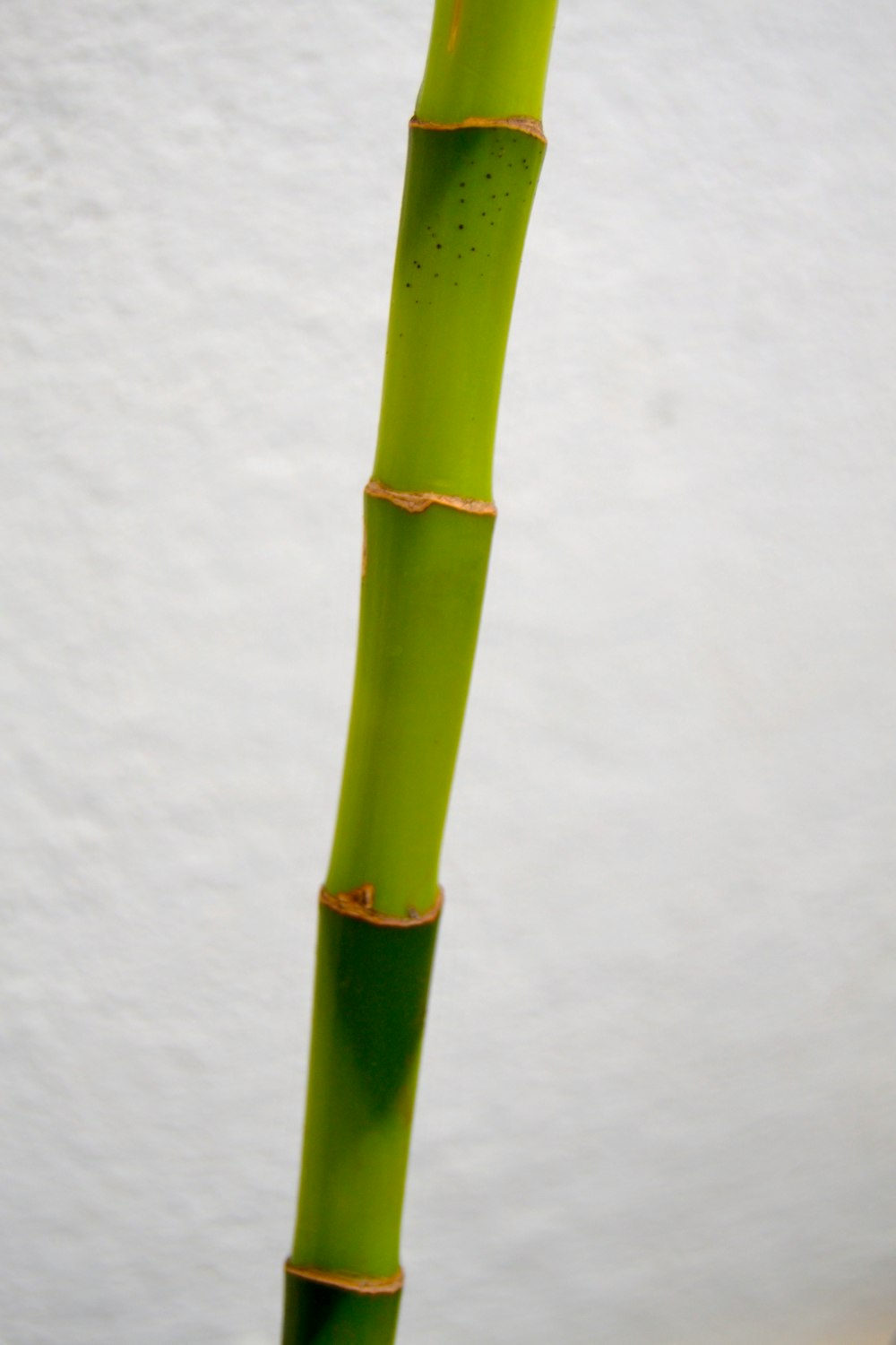 a close up of a green plant with a white wall in the background