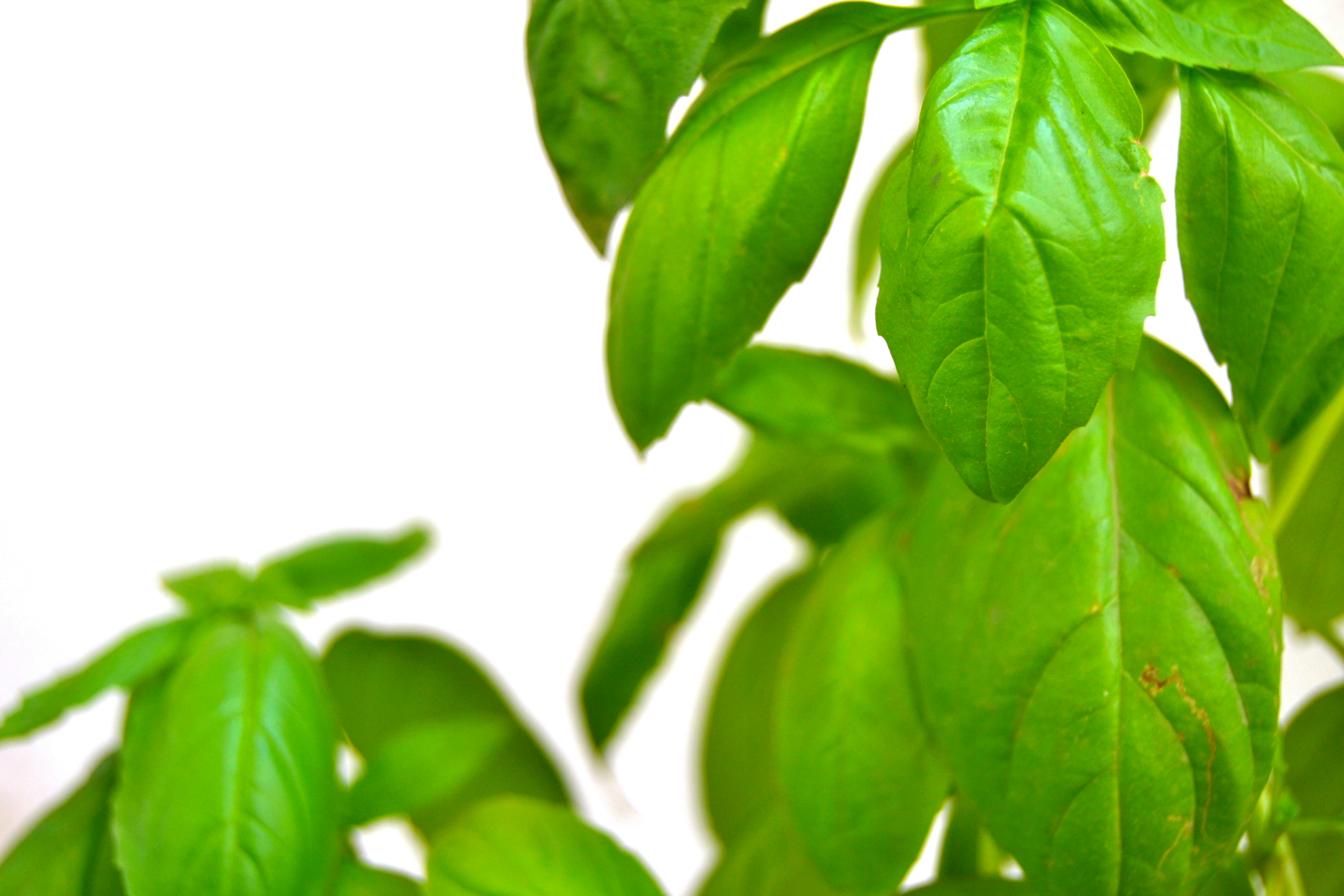 Photo by mohammad_zeeshan