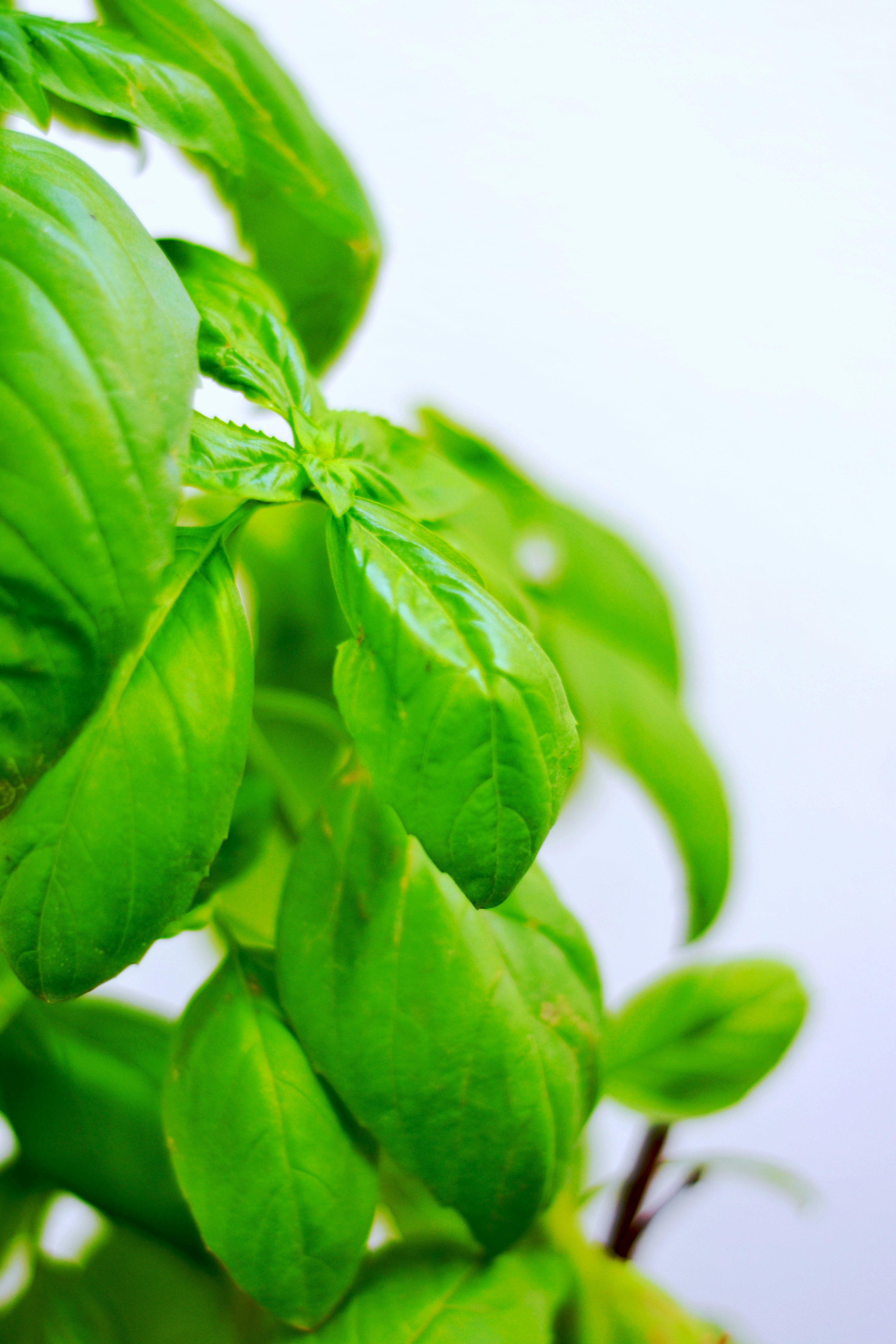 Photo by mohammad_zeeshan