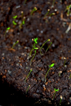 a close up of a plant growing in dirt