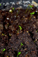 a close up of a potted plant with dirt