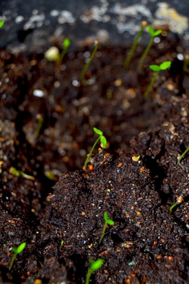 a close up of a potted plant with dirt