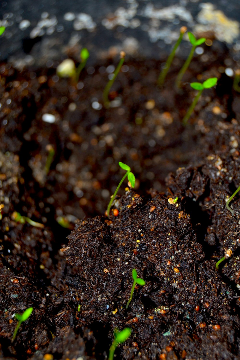 a close up of a potted plant with dirt
