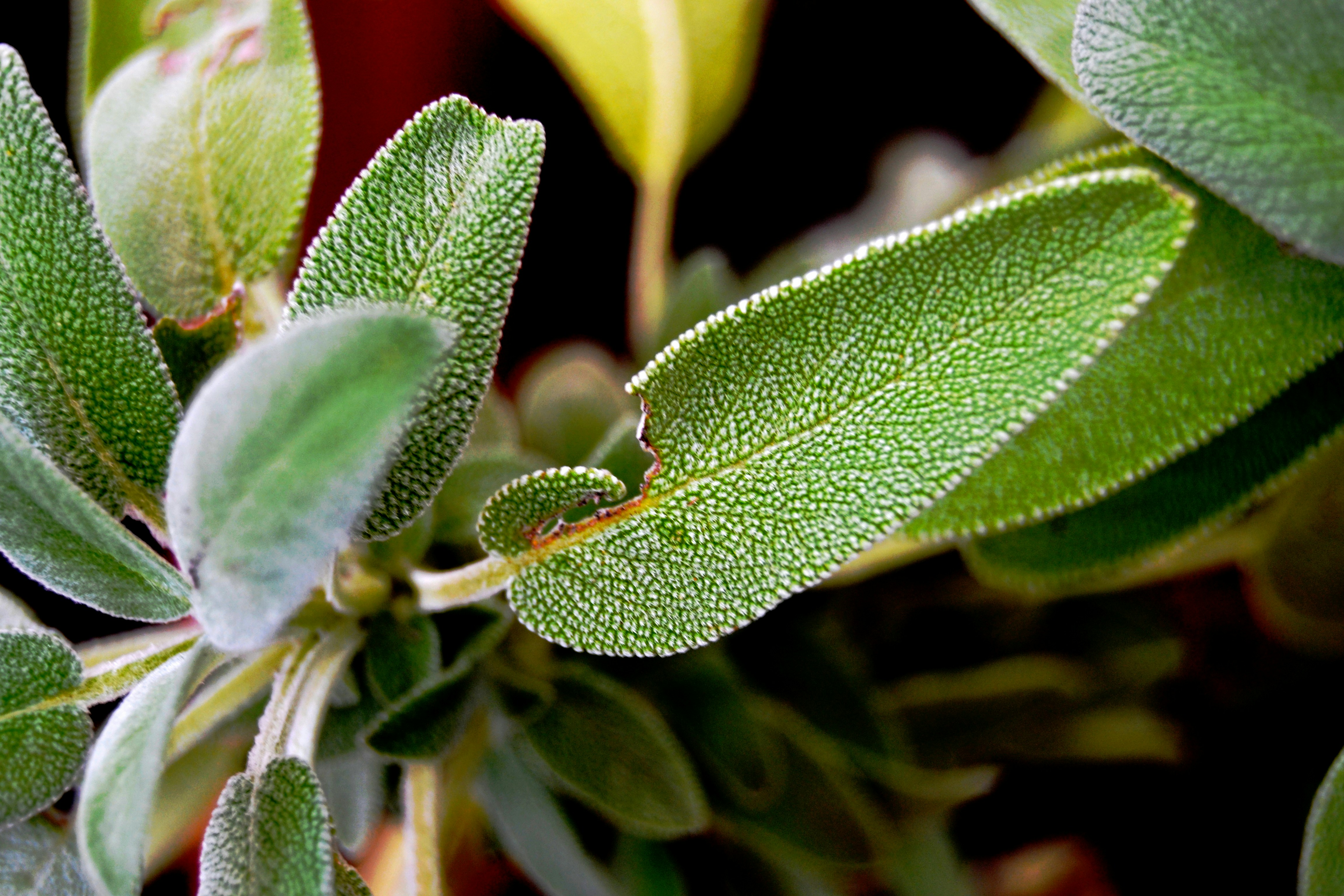 Nahaufnahme einer grünen Pflanze mit Blättern