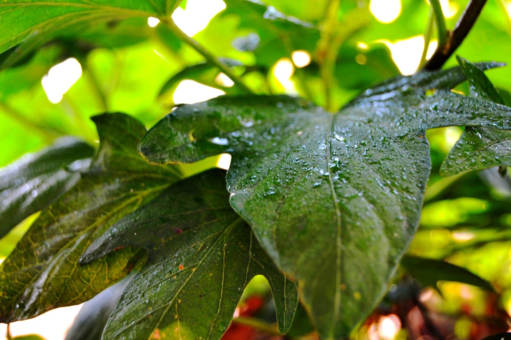 a green leaf with water droplets on it